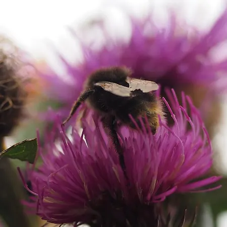 Appartementhaus Sonnleitn 아파트 *